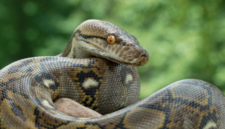 A large python was spotted in a chicken farm.